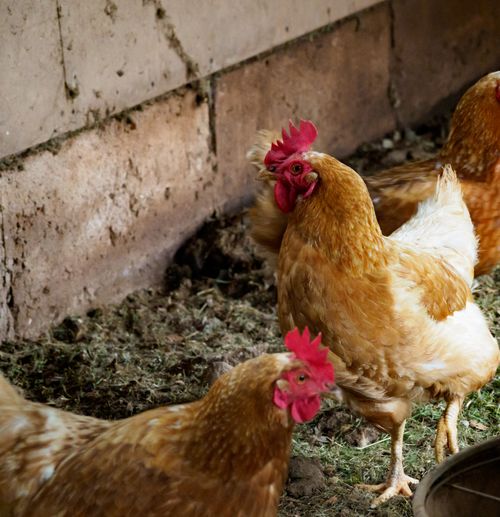 Free Brown hens in a rural coop, showcasing natural farm lifestyle. Perfect for agriculture and poultry themes. Stock Photo