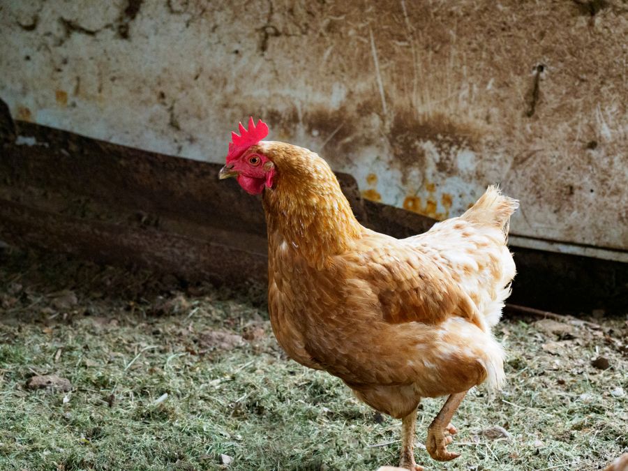 A brown laying hen standing in a chicken coop