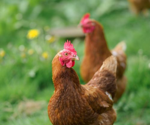 Free Vibrant brown hens roaming freely in a green field, showcasing rural farm life. Stock Photo