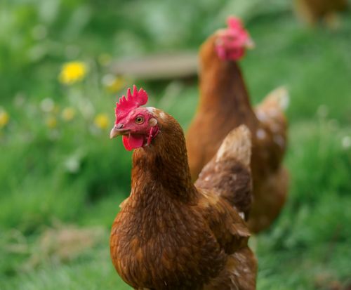 Free Two brown hens roaming in a lush green field with selective focus, captured in a rural setting. Stock Photo