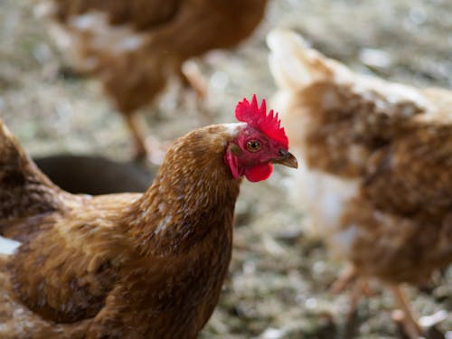 Close-Up Photo of Brown Hens on a Farmyard