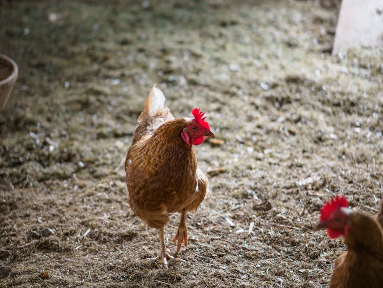 Two Brown Chickens Standing In A Coop