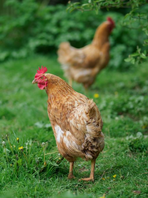 Free Two chickens foraging on a green pasture under a cloudy sky. Stock Photo