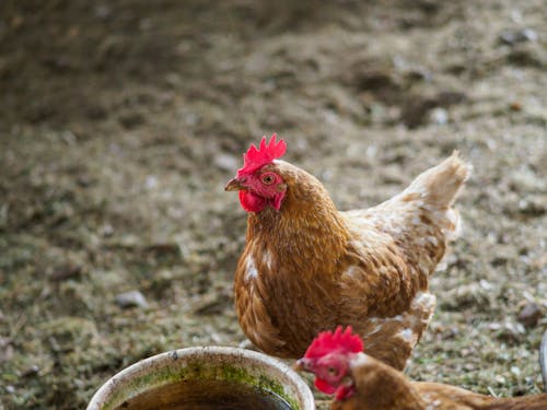 Two Chickens Standing by a Plastic Bucket of Water