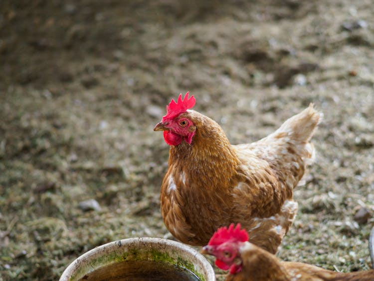 Two Chickens Standing By A Plastic Bucket Of Water