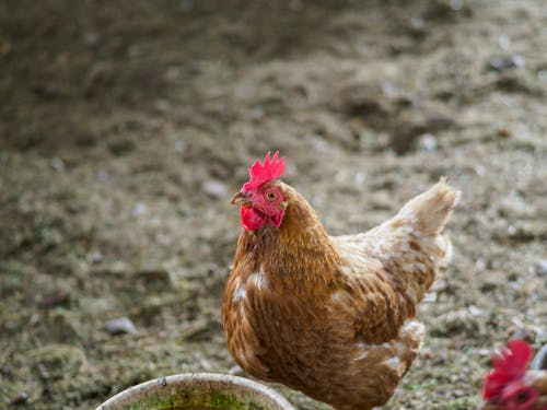 Close-up of a Hen on a Farm 