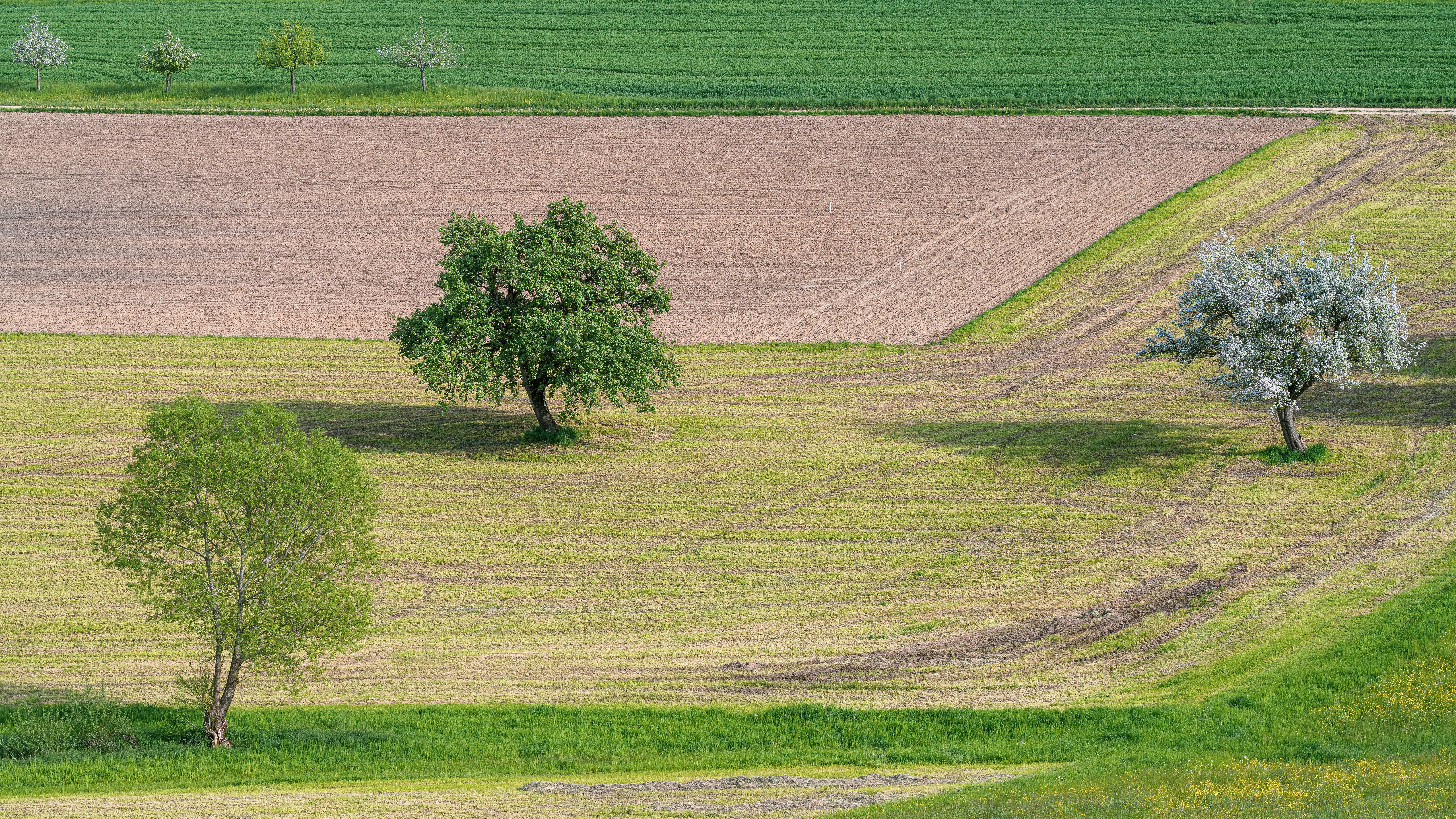 Sunlit Trees on Rural Fields · Free Stock Photo