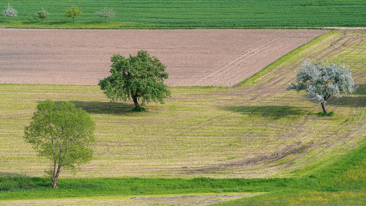 Deep Rural Area Trees Sunlit Trees on Rural Fields · Free Stock Photo