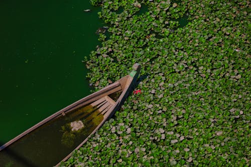 Green Plants around Sunken Boat