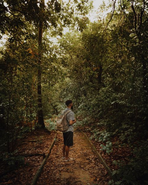 Free Man hiking through lush forest in Recife, Brazil, surrounded by greenery and nature's tranquility. Stock Photo