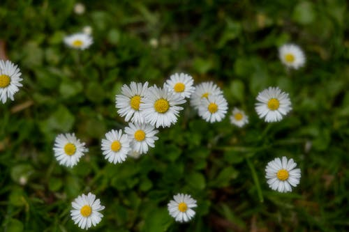 Fotos de stock gratuitas de camomila, de cerca, flores