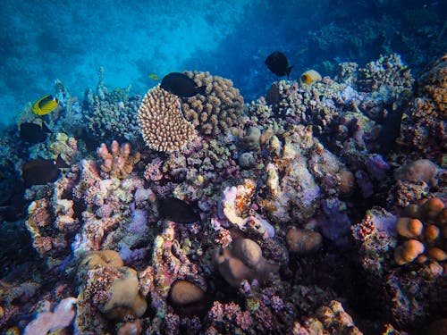 Foto profissional grátis de coral, embaixo da água, grave