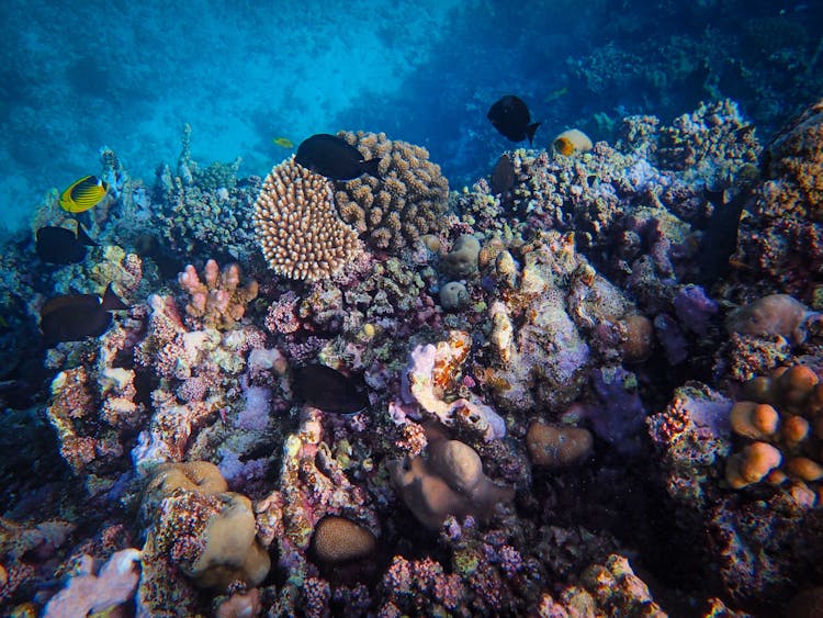 Underwater Shot Of Tropical Fish Swimming In Coral Reef