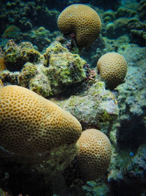 Foto profissional grátis de coral, ecossistema, embaixo da água
