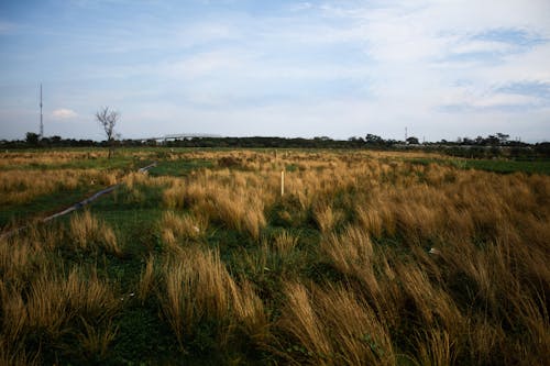 Бесплатное стоковое фото с высокая трава, голубое небо, обои