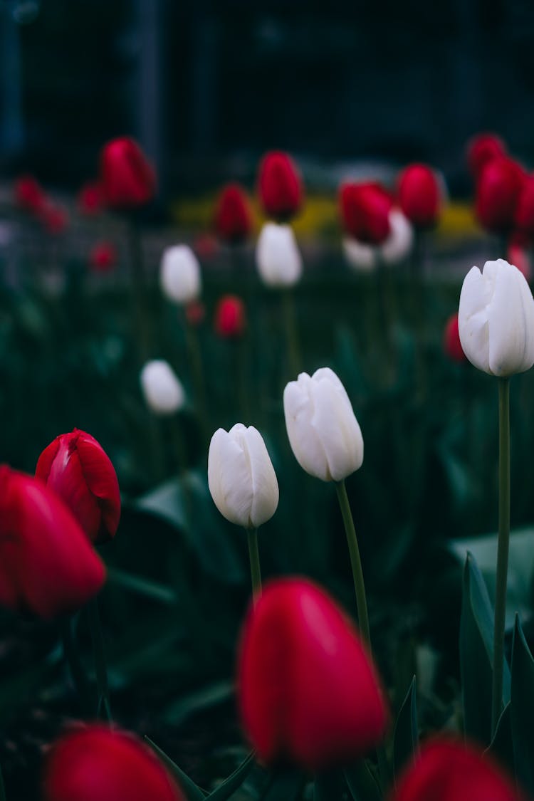 Red And White Tulips