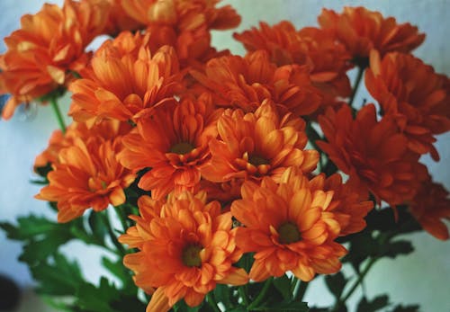 Photos gratuites de bouquet, chrysanthème, fleurs orange