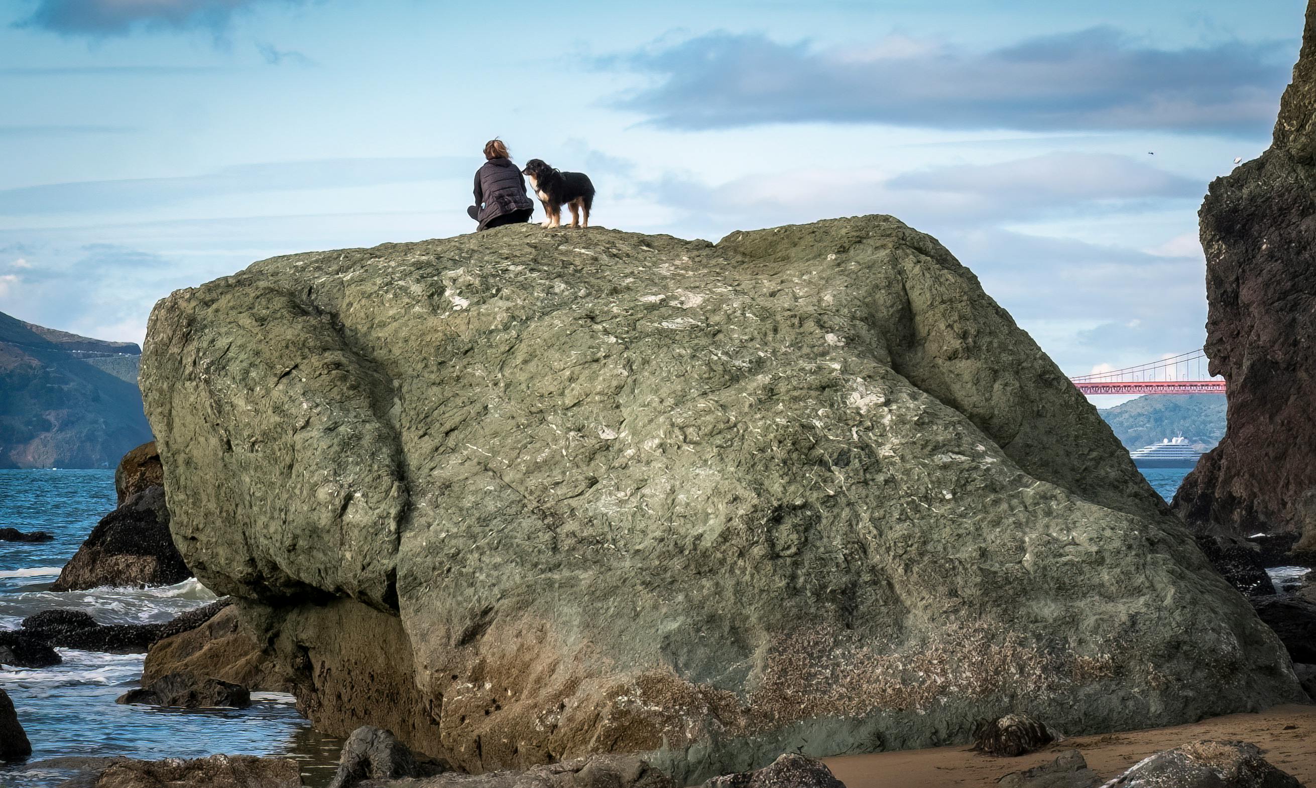 Dogs outnumber kids in S.F. Now their day care costs nearly as much - San Francisco Chronicle — Photo by David McElwee on Pex