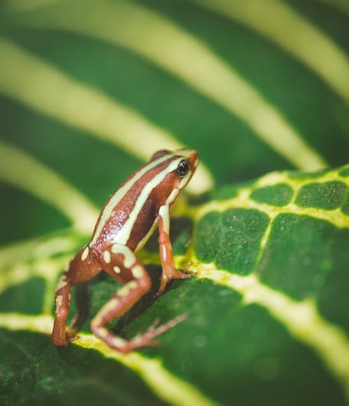 Exotic Frog on Leaf