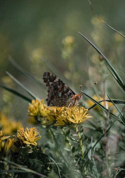 Foto profissional grátis de animais selvagens, borboleta, campo