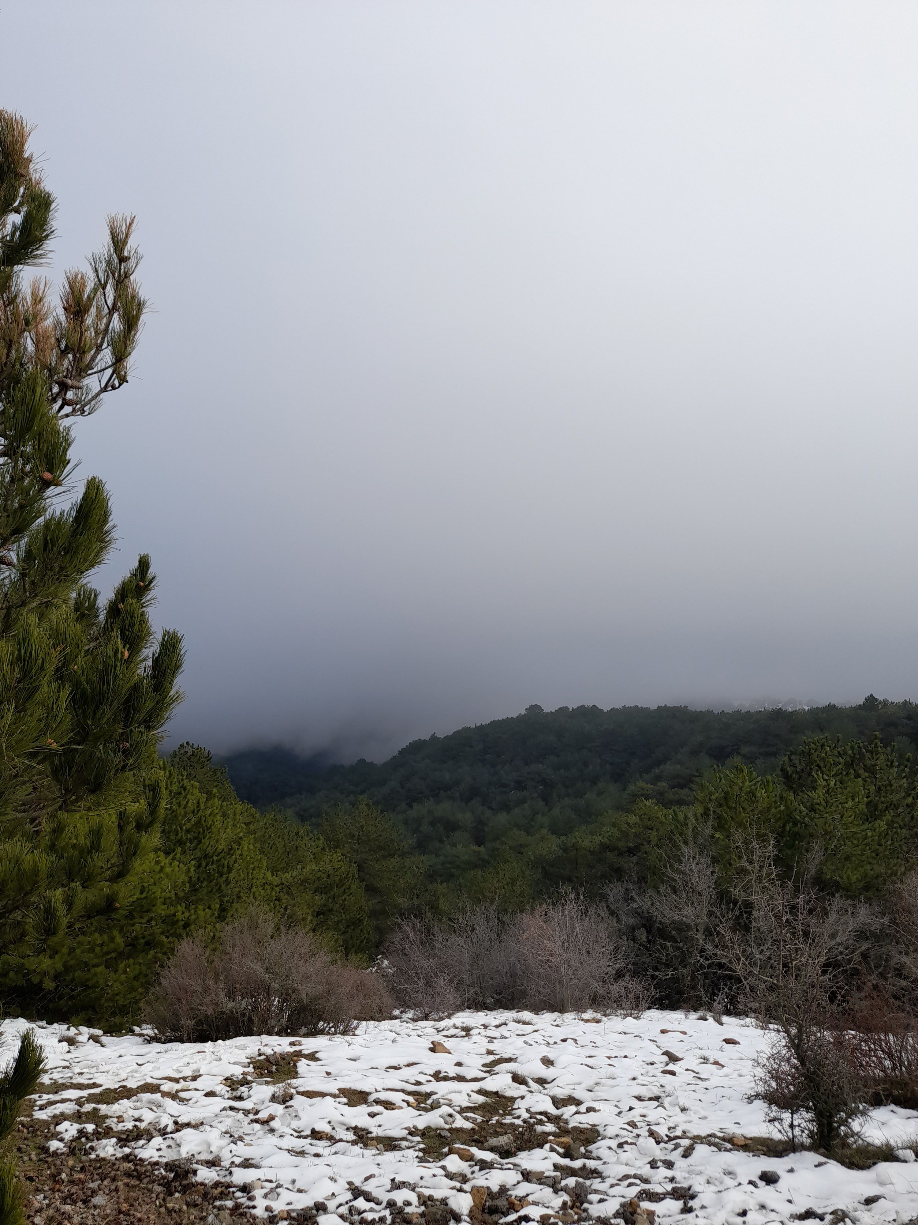 A peaceful winter forest covered in snow and fog, capturing the serene atmosphere of nature.