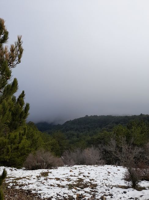 A peaceful winter forest covered in snow and fog, capturing the serene atmosphere of nature.