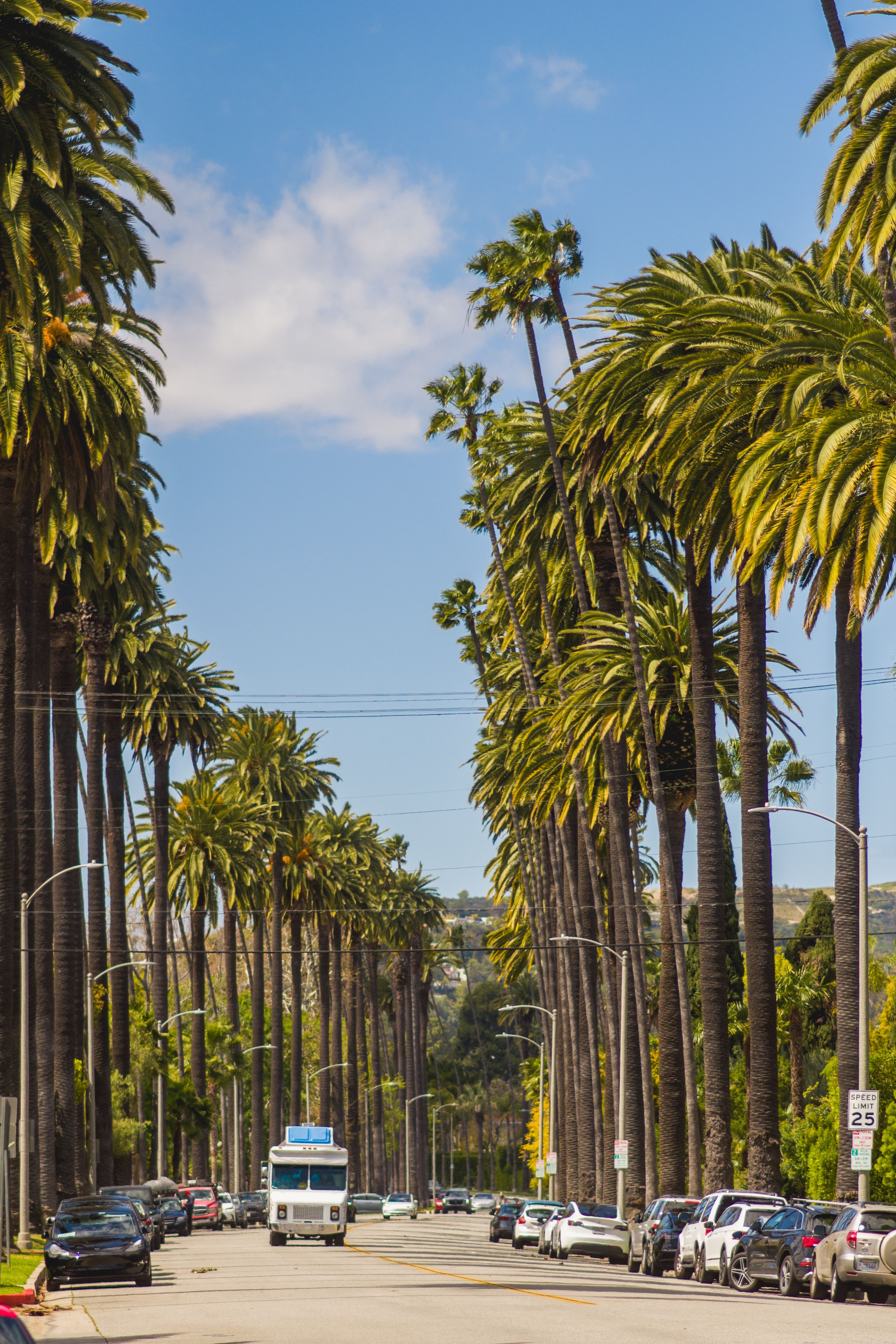 Palm-lined residential street in Beverlywood