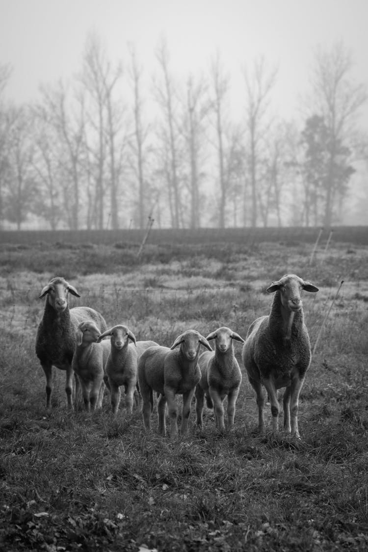 Herd Of Sheep On A Field 