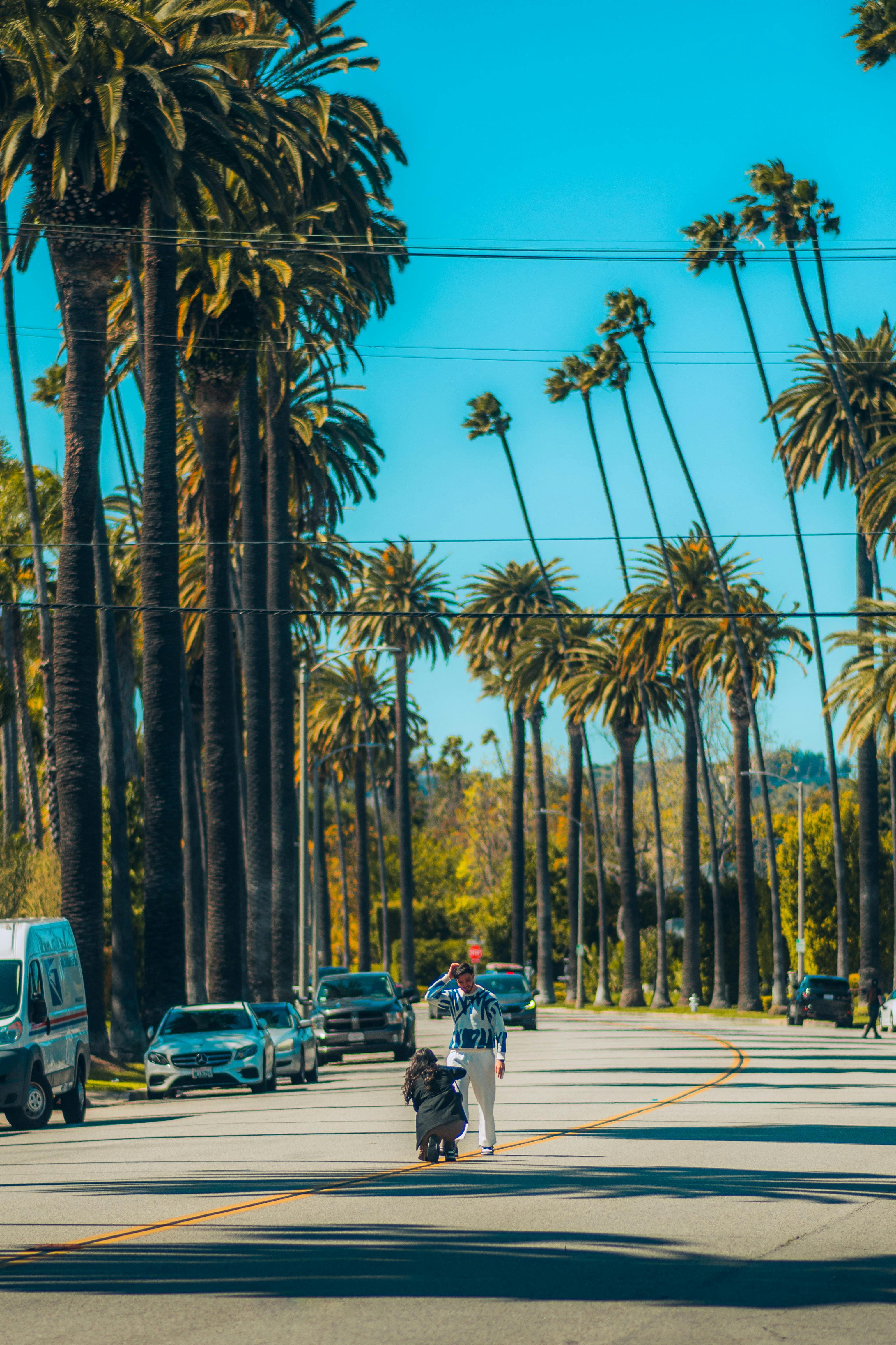 palm trees growing along street