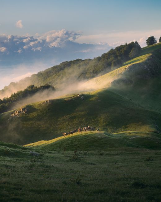 Scenic view of a herd of horses grazing in a misty mountain valley at sunrise.
