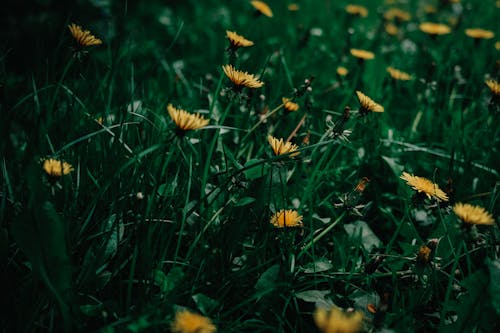 Kostnadsfri bild av äng, blommor, blomning