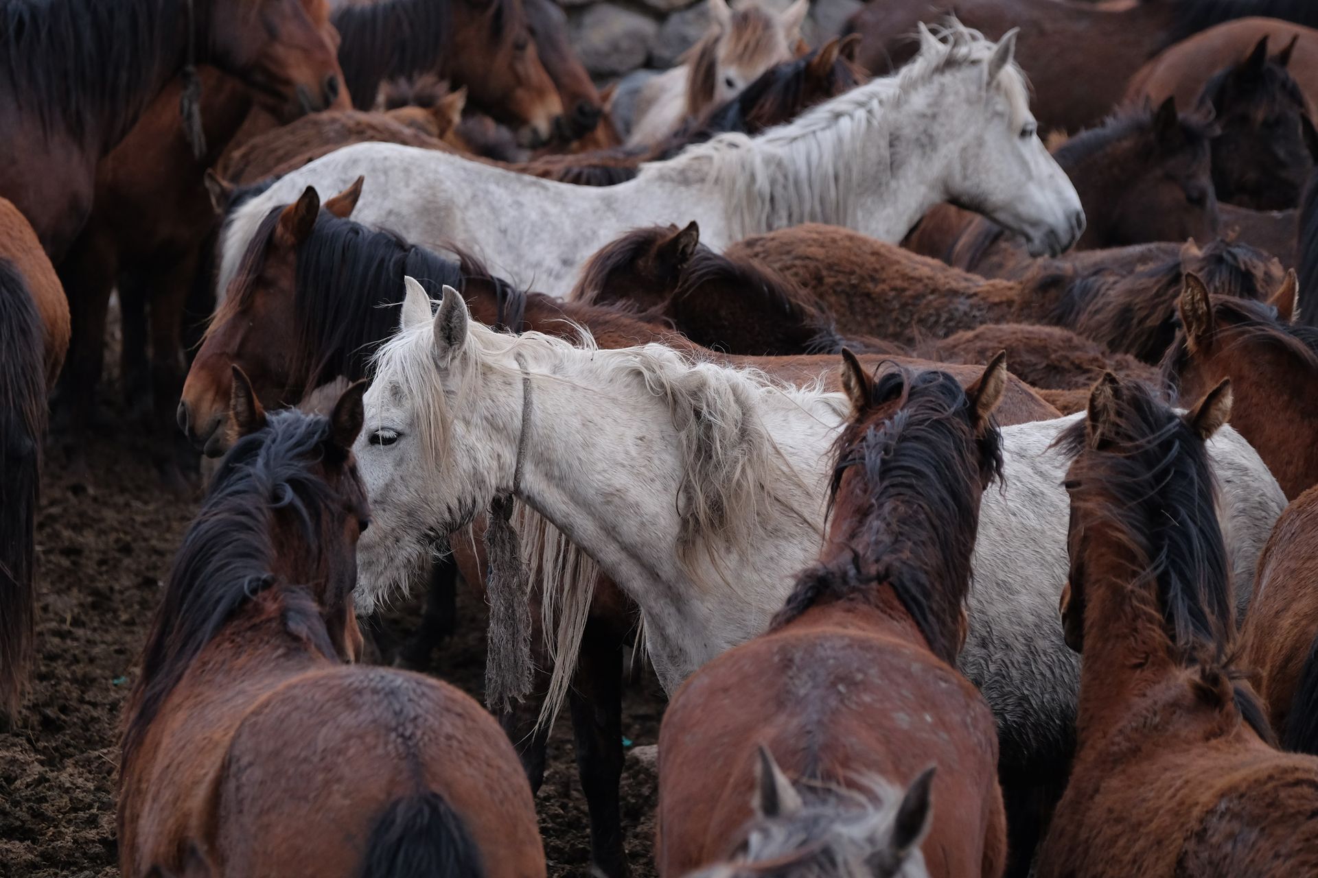 Herd of Mustangs