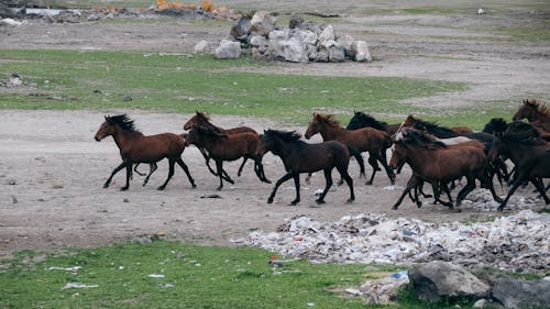 Photos gratuites de animaux, chevaux, course