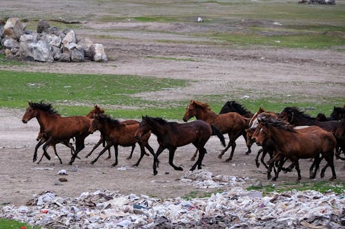 Photos gratuites de animaux, chevaux, course