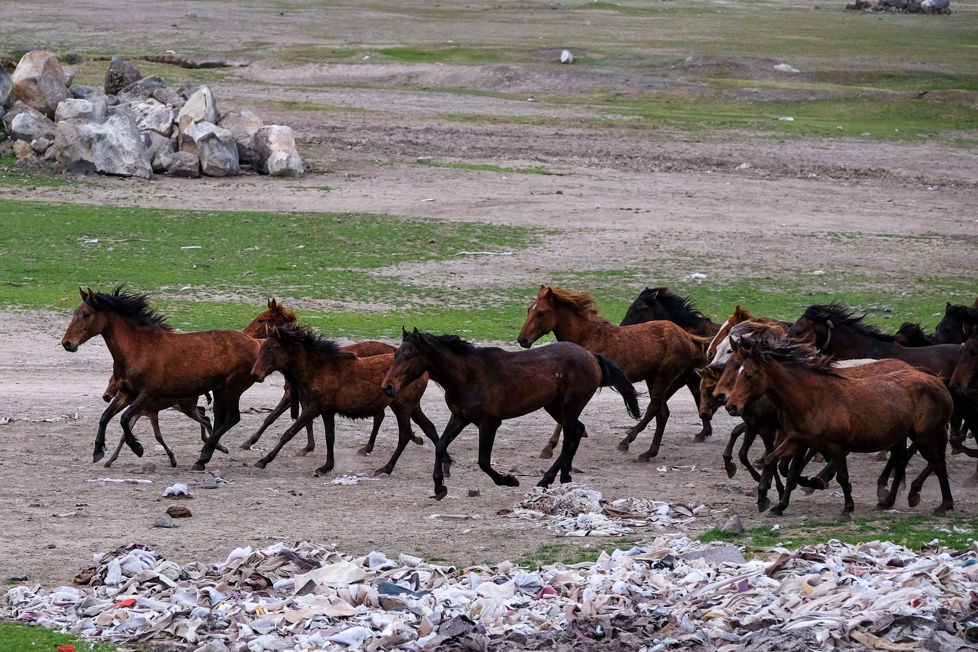 A herd of wild mustangs galloping across an open landscape, showcasing their natural beauty and freedom.