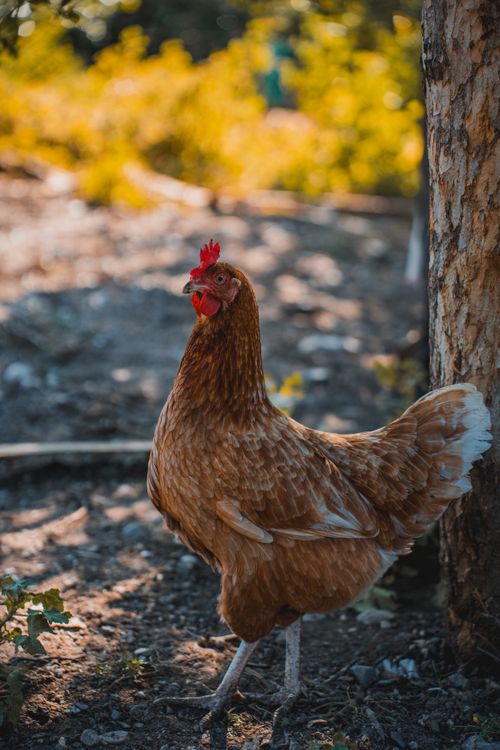 Free Close-up of a brown hen standing outdoors on a farm in Kemer, Antalya, Türkiye. Stock Photo