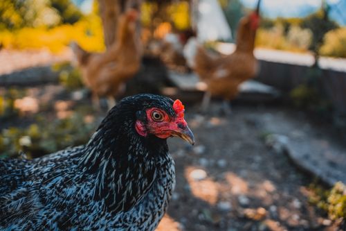 Free A hen in focus with blurred hens in the background, outdoors in Kemer, Antalya. Stock Photo