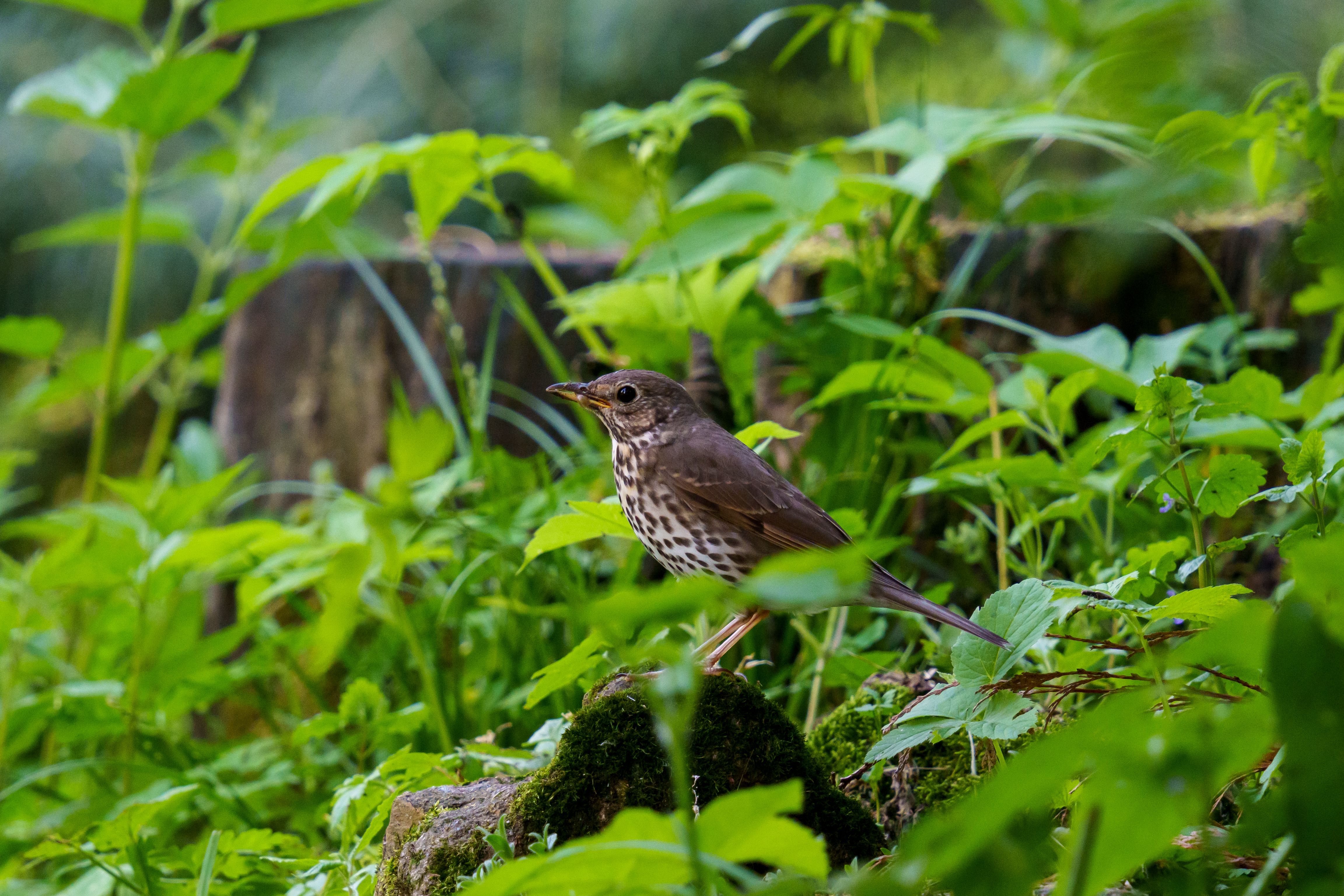Forest Birds Singing Photos Download The Best Free Forest Birds