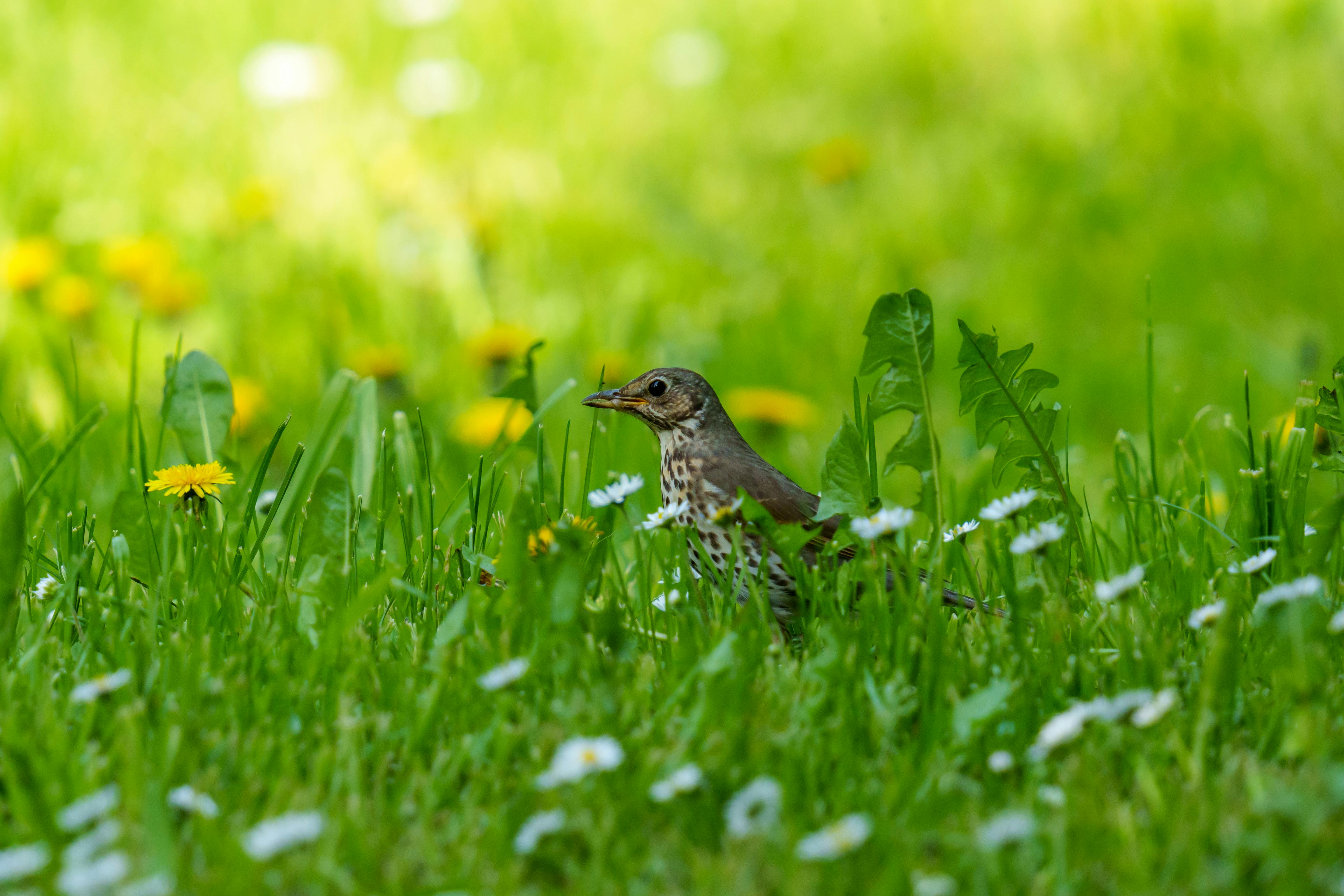 Birds Singing Photos, Download The BEST Free Birds Singing Stock Photos