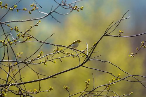 Free A common chiffchaff (Phylloscopus collybita) perched among budding branches in a spring forest. Stock Photo