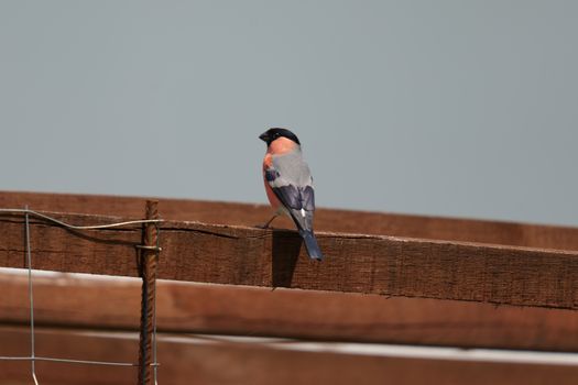 The Eurasian bullfinch, common bullfinch or bullfinch (Pyrrhula pyrrhula) is a small passerine bird in the finch family, Fringillidae. In Anglophone Europe it is known simply as the bullfi...