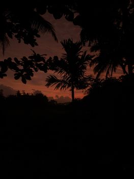 Silhouette of palm trees against a vibrant sunset sky in a tropical forest setting, creating a serene ambiance.