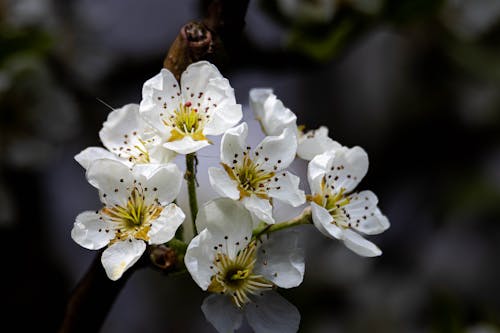 Blossoms in Close Up