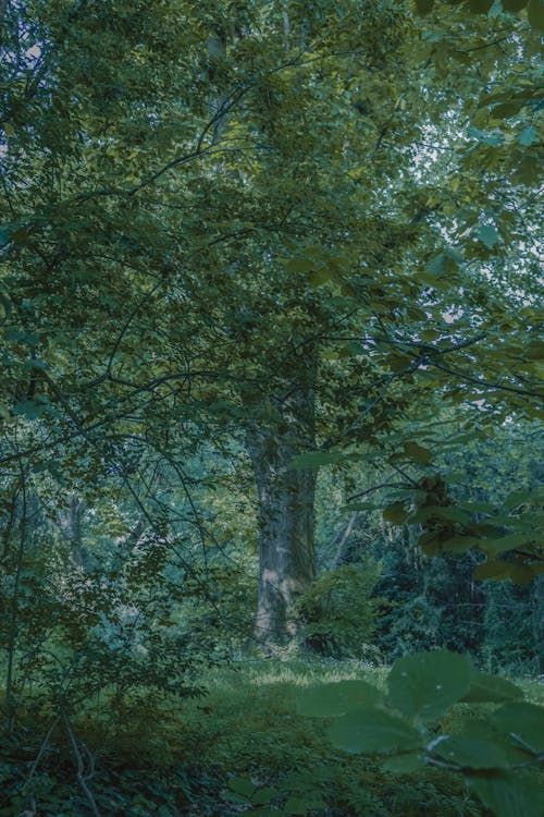 Imagine de stoc gratuită din copac mare, copac verde, frunză