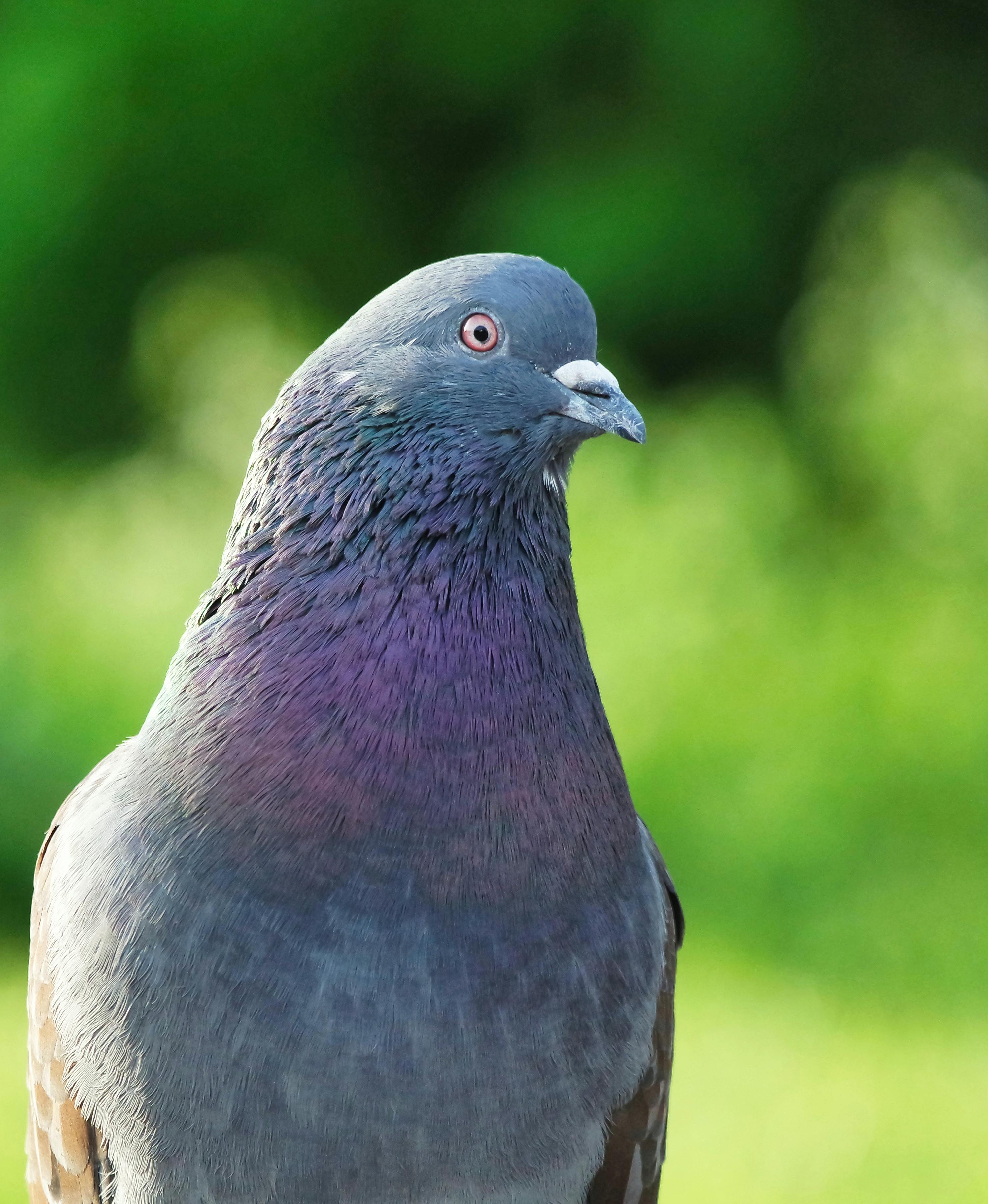 Victoria Crowned Pigeon · Free Stock Photo