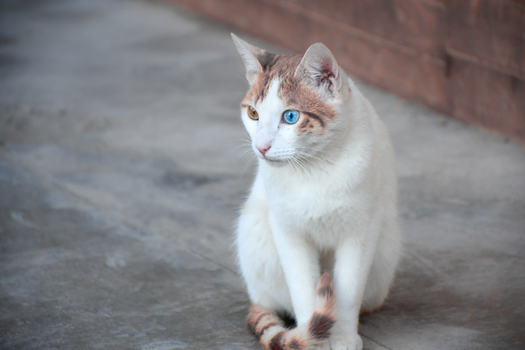 Cute Cat with Dichromatic Eyes