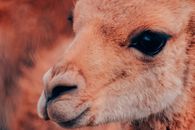 Capture of a llama's face showing its eye and nose with textured fur detail.