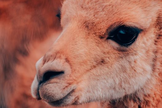 Capture of a llama's face showing its eye and nose with textured fur detail.