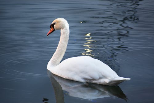 A Swan in Water 