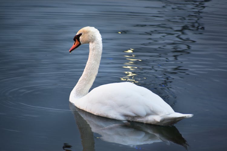 A Swan In Water 